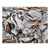 FEUILLES HIVER