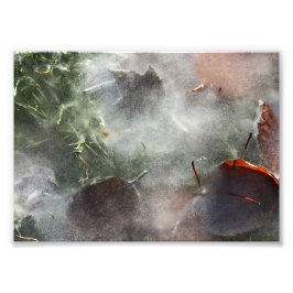 Impression Photo feuilles sous la glace