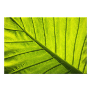 Impression Photo Feuilles vertes veinées de feuillage tropical dans