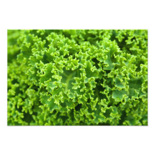 Impression Photo Feuilles verts, Arrière - plan feuille, feuille, f