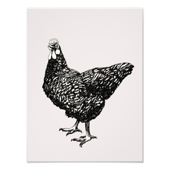 Impression Photo Fière petite poule ! (Devant)