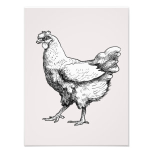 Impression Photo Fière petite poule !