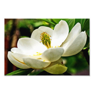 Impression Photo Fin de fleur de magnolia