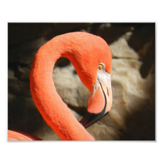 Impression Photo Flamant rose
