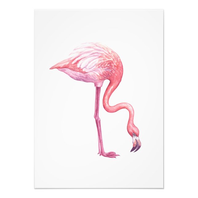 Impression Photo Flamant rose (Devant)