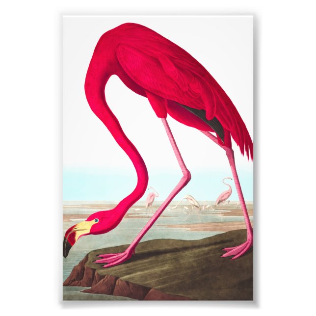 Impression Photo Flamant rose américain par John James Audubon (Devant)