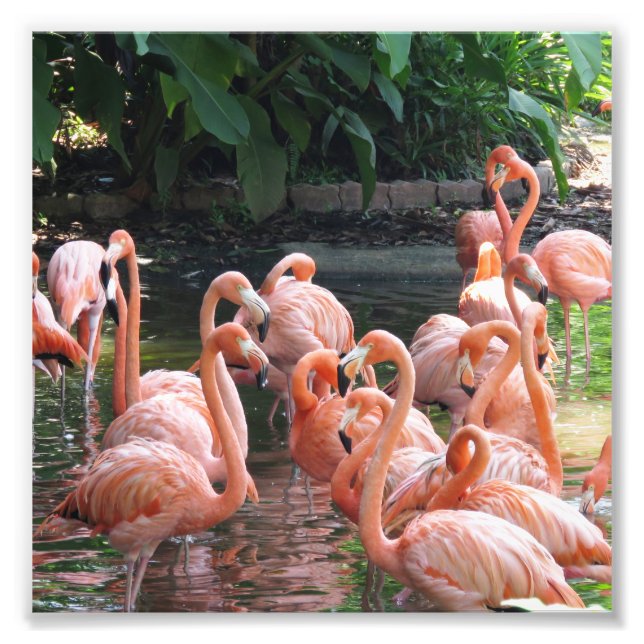 Impression Photo Flamant rose rose tropical (Devant)