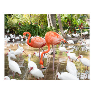 Impression Photo Flamant rose rose tropical Photos de la nature