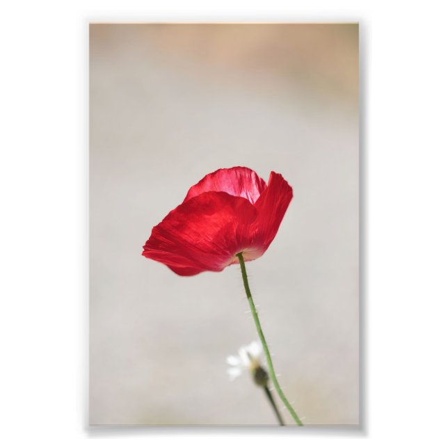 Impression Photo Fleur à Popphe rouge unique en été (Devant)