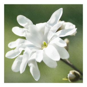 Impression Photo Fleur blanche de Magnolia