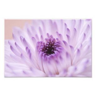 Impression Photo Fleur blanche et pourpre