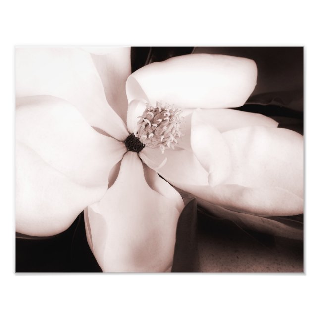 Impression Photo Fleur blanche Magnolia Arrière - plan noir Abstrai (Devant)