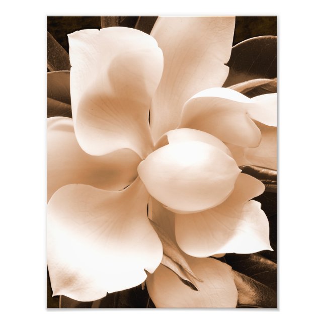Impression Photo Fleur blanche Magnolia Sepia Arrière - plan noir (Devant)
