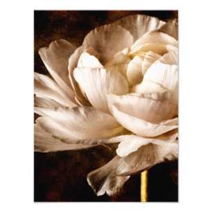 Impression Photo Fleur blanche Ranunculus Sepia Arrière - plan noir