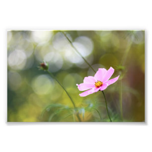 Impression Photo Fleur Cosmos Rose Avec Bokeh Vert Golden Hour