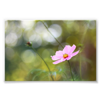Impression Photo Fleur Cosmos Rose Avec Bokeh Vert Golden Hour