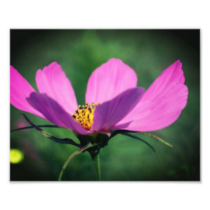 Impression Photo Fleur Cosmos Rose Unique En Fleur 8x10
