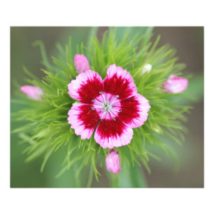 Impression Photo Fleur dans le jardin