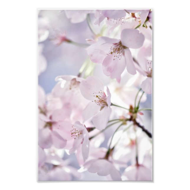 Impression Photo Fleur de cerise en rose clair et bleu (Devant)