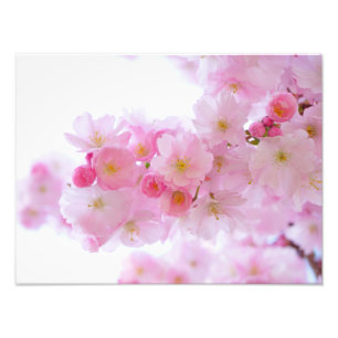 Impression Photo Fleur de cerisier japonaise