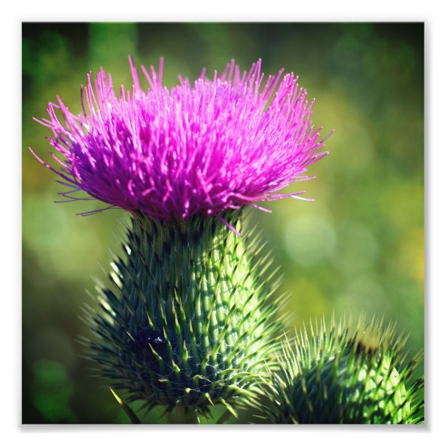 Impression Photo Fleur de chardon violet Fermer 8x8 (Devant)