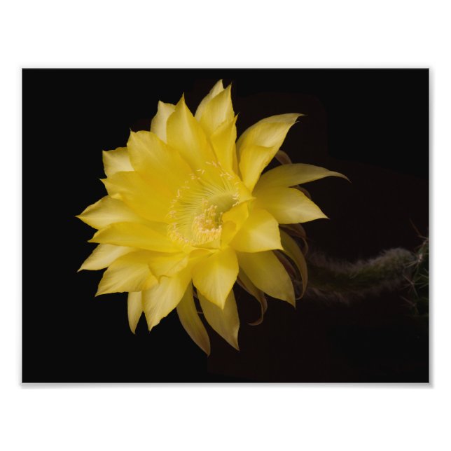 Impression Photo Fleur de citron à tarte Cactus (Devant)