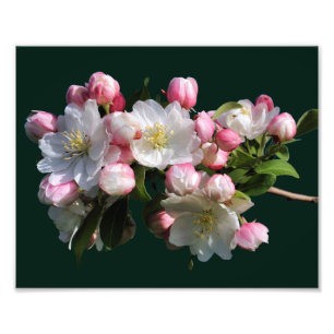 Impression Photo Fleur de crabe de printemps joyeuse fleurs 8x10
