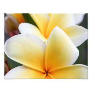Impression Photo Fleur de la Plumeria jaune Frangipani Design flora