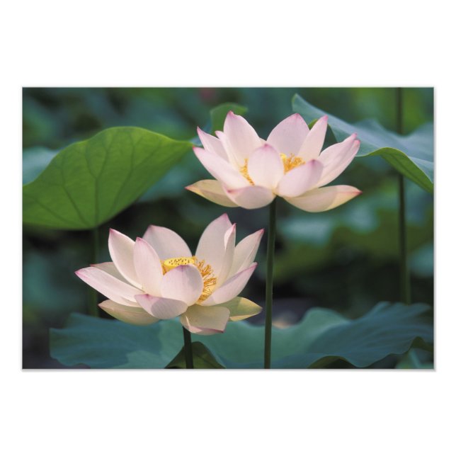Impression Photo Fleur de Lotus en fleurs, Chine (Devant)