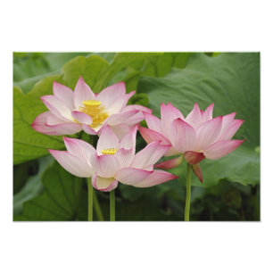 Impression Photo Fleur de Lotus, Nelumbo nucifera, Chine 2
