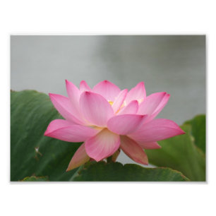 Impression Photo Fleur de Lotus rose