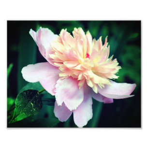 Impression Photo Fleur De Peine Rose En Fleur Gros Éteint 8x10