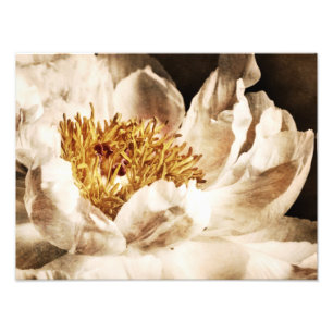 Impression Photo Fleur de pivoine blanche Séphia Fleur de Arrière -