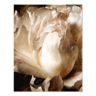 Impression Photo Fleur de pivoine blanche Sepia Arrière - plan noir
