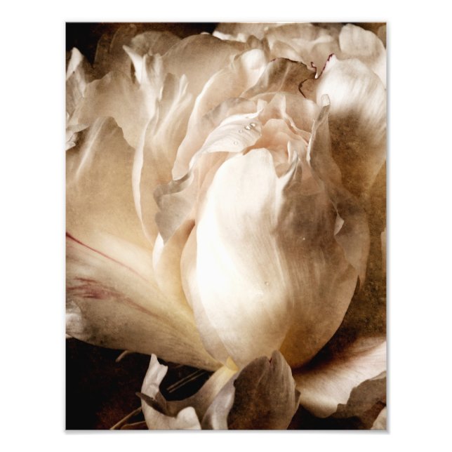 Impression Photo Fleur de pivoine blanche Sepia Arrière - plan noir (Devant)