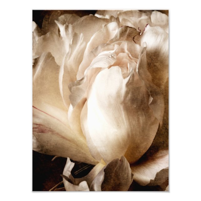 Impression Photo Fleur de pivoine blanche Sepia Arrière - plan noir (Devant)