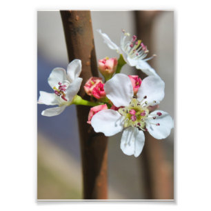 Impression Photo Fleur de poire de Bradford