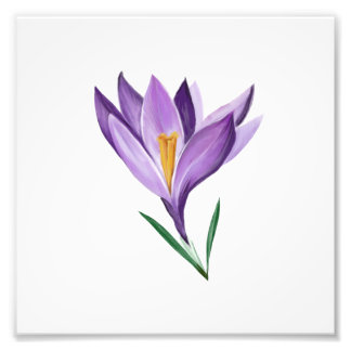 Impression Photo Fleur de printemps Crocus