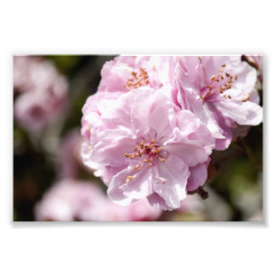Impression Photo Fleur de ressort