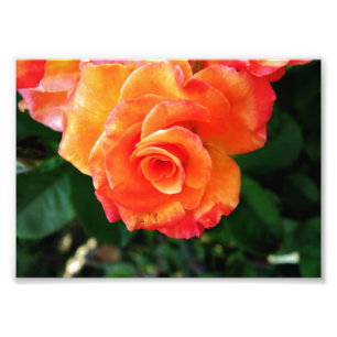 Impression Photo Fleur de rose orange