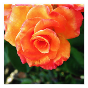 Impression Photo Fleur de rose orange
