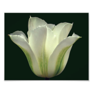 Impression Photo Fleur de tulipe à rayures vertes Fermer 8x10