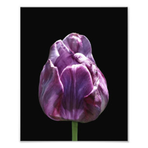 Impression Photo Fleur de tulipe violette 8x10