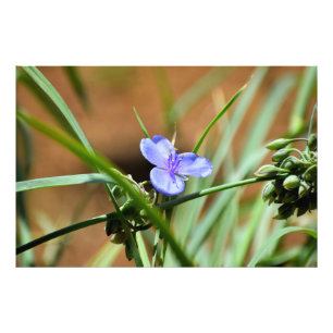 Impression Photo Fleur de verdure
