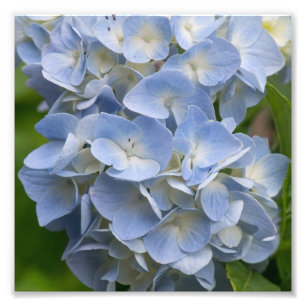 Impression Photo Fleur d'hydrangée bleue et blanche