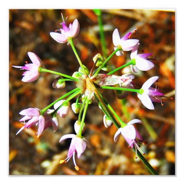 Impression Photo Fleur d'oignon sauvage (Devant)