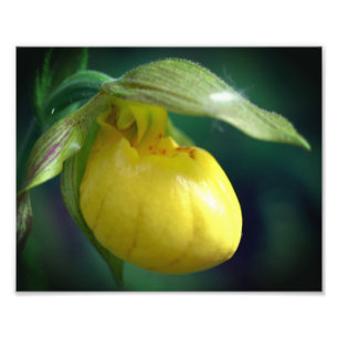 Impression Photo Fleur d'orchidée à chlipper jaune sauvage 8x10