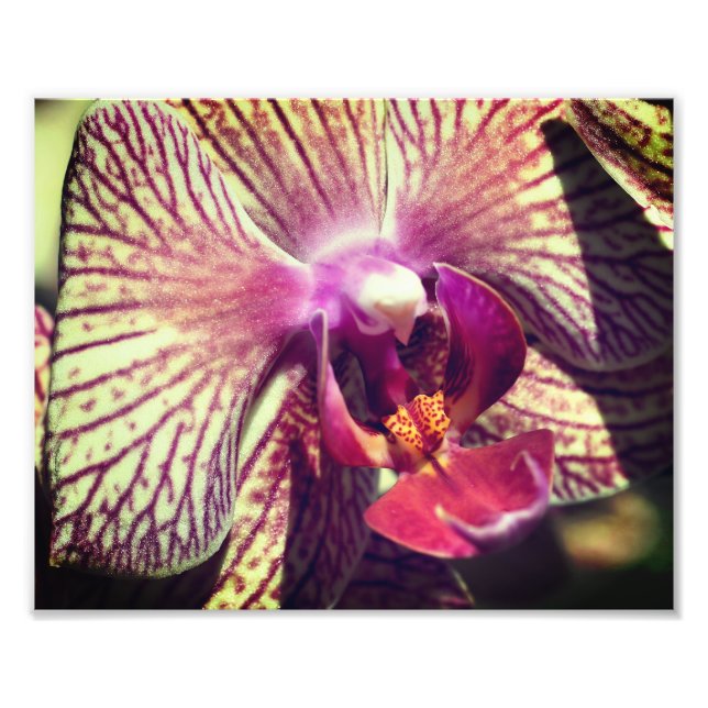 Impression Photo Fleur d'orchidée violette rayée Gros plan 8x10 (Devant)