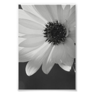 Impression Photo Fleur en B/W