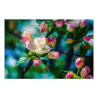 Fleur et bourgeons de pommier sauvage